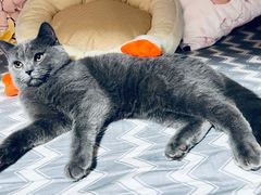 -屋虎猫馆(宝安大仟里店)