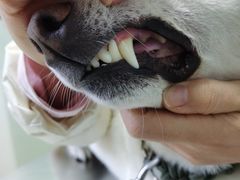 -小叮当动物医院·骨科·眼科