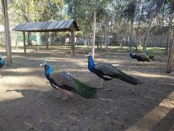 -萌宠亲子动物乐园(槐房万达店)