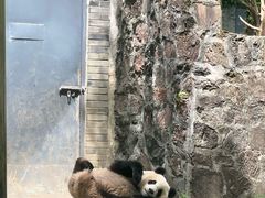 -都江堰中华大熊猫苑