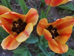 -长春公园(普阳街道)