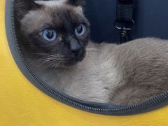 -纳吉亚猫专科动物诊疗中心(蒋宅口分院)