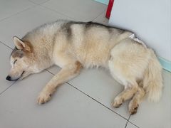 -怪兽屋·羊驼·猫咖·狗咖(俊华广场店)