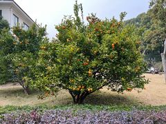 -上海虹桥迎宾馆