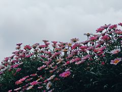 -大望京公园