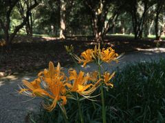 -杭州植物园