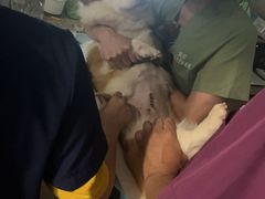 -爱侣·安琦尔宠物医院·中兽医针灸·心内科·狂犬免疫点(宝山区院)