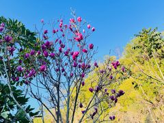 -神光山国家森林公园