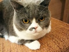 -滚猫咖啡·猫咖·猫友好撸猫(未来城店)