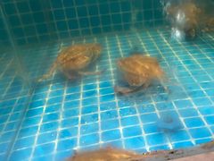 -妈妈菜舟山海鲜(定海古城店)