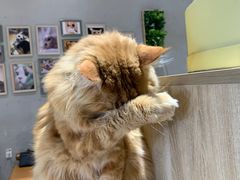 -藏猫猫咖啡主题馆(中央大道店)