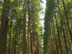 -黄海国家森林公园