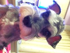 艾咪宠物店-艾咪宠物店(长宁支路店)