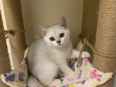 -lincat·猫舍(广州店)