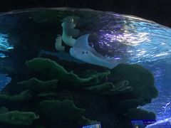 -左海海底世界