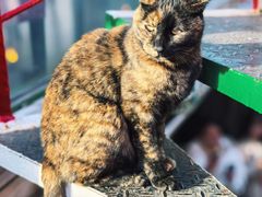 -EATALIA意塔利意式餐厅(鼓楼店)