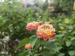 -荔枝公园(福田区)