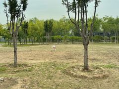-爪吧宠物乐园·宠物泳池(温榆河示范区店)