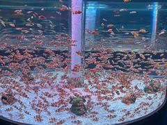 -海合安成都极地海洋公园
