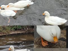 -横道河子东北虎林园