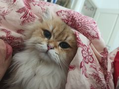 -欣宠猫屋·矮脚拿破仑·蓝金金渐层