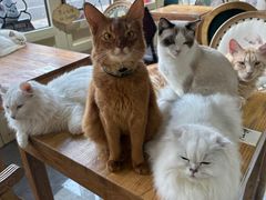 -猫小院猫主题餐厅(南锣旗舰店)