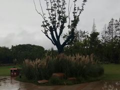 -上海长兴岛郊野公园