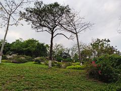 -玉树公园