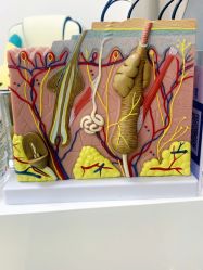 -痘博士天津·全国连锁祛痘机构