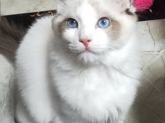 -四月宠物医院·猫专科·心脏专科·内科(转塘店)