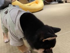 -逗柴咖啡屋·狗咖猫咖宠物桌游
