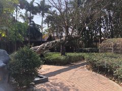 -瑞丽独树成林风景区