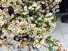 -Butchart布查德鲜花(花艺设计中心)