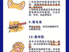 -翊宠yipet猫狗购宠庄园犬舍•猫舍