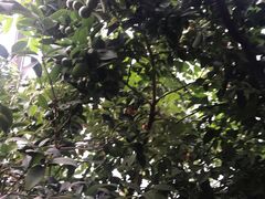 -呀路古热带植物园