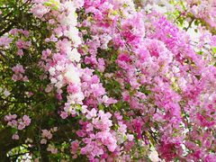 -深圳国际园林花卉博览园