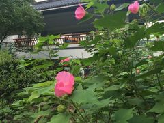 -黄山轩辕国际大酒店