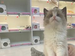 -lincat·猫舍(广州店)