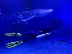 -烟台海昌鲸鲨海洋公园