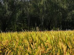 -北坞公园