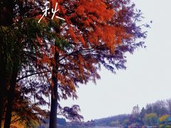 景点-合肥滨湖国家森林公园