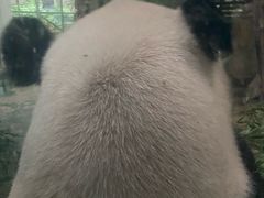 -成都动物园