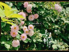 -颐和路民国时期公馆-风貌区