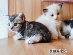 -十年猫舍·猫咪专门店(普陀店)