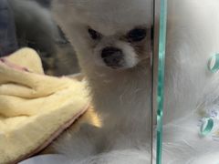 -FAELING PETS美天灵宠物(富力广场店)