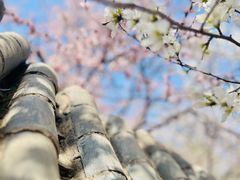 -桃花堤公园