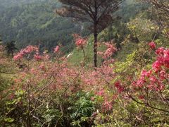 -木兰云雾山