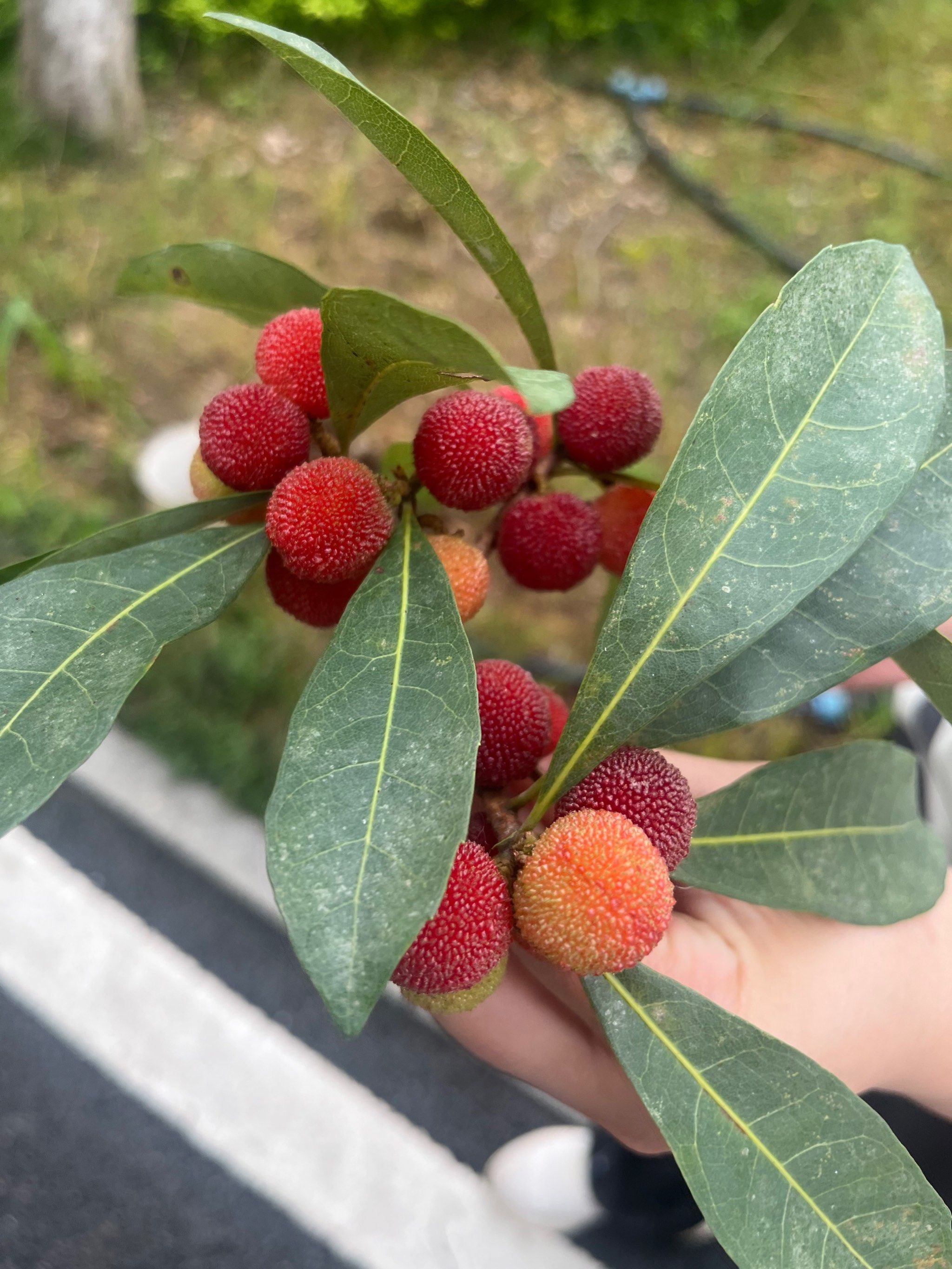 杨梅熟了,水墨画也美了!