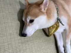 -逗柴咖啡屋·狗咖猫咖宠物桌游