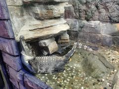 -上海大自然野生昆虫馆(东方明珠·爬宠昆虫探索中心)